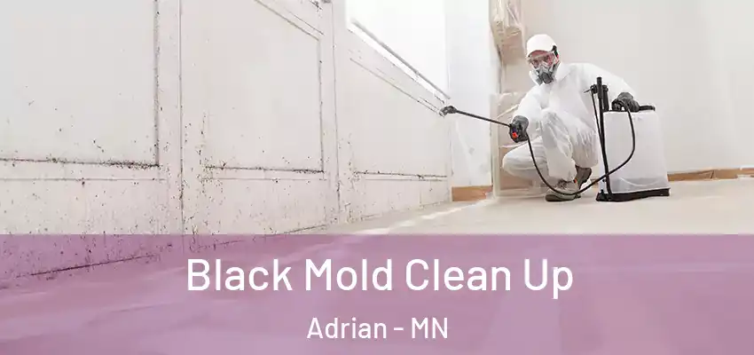  Black Mold Clean Up Adrian - MN