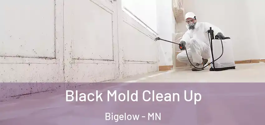  Black Mold Clean Up Bigelow - MN