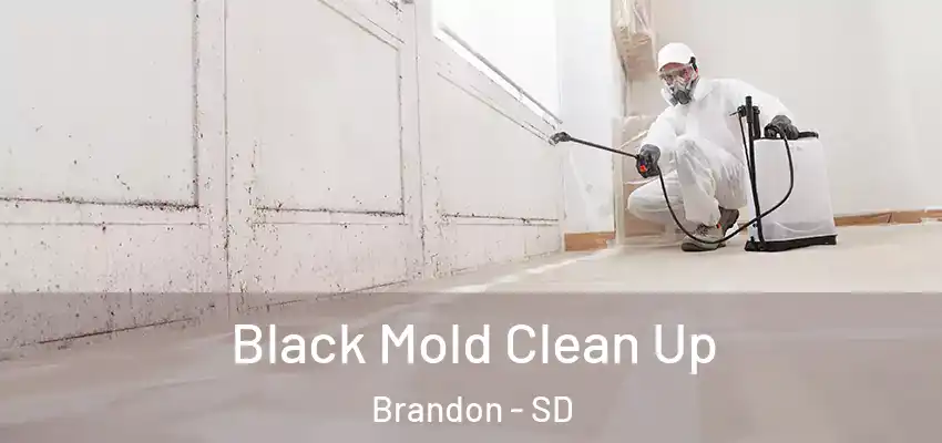 Black Mold Clean Up Brandon - SD