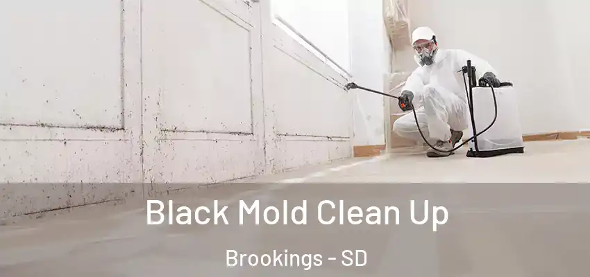 Black Mold Clean Up Brookings - SD