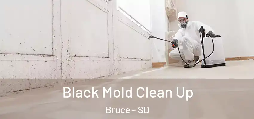 Black Mold Clean Up Bruce - SD