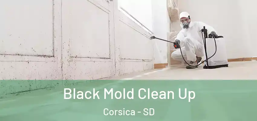 Black Mold Clean Up Corsica - SD