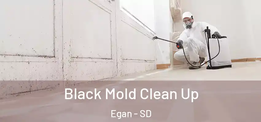  Black Mold Clean Up Egan - SD