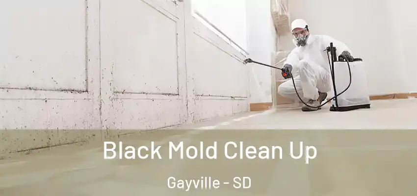 Black Mold Clean Up Gayville - SD