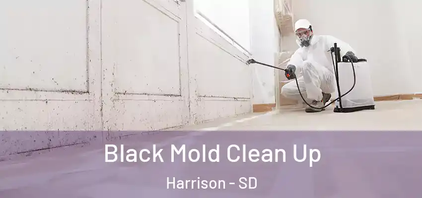 Black Mold Clean Up Harrison - SD