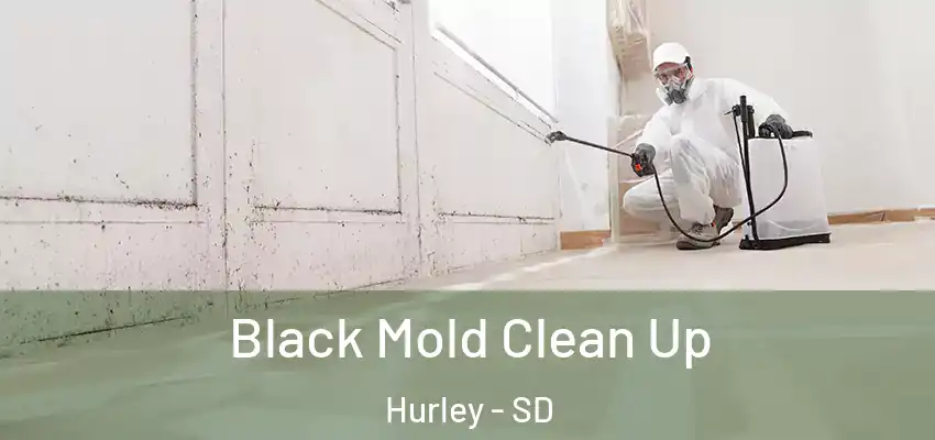 Black Mold Clean Up Hurley - SD