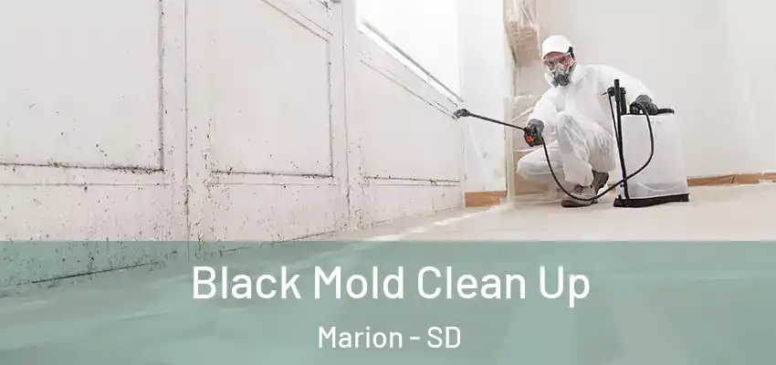Black Mold Clean Up Marion - SD