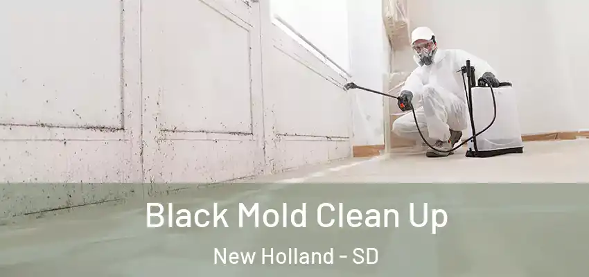  Black Mold Clean Up New Holland - SD