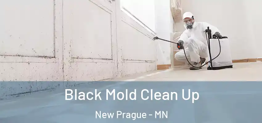 Black Mold Clean Up New Prague - MN