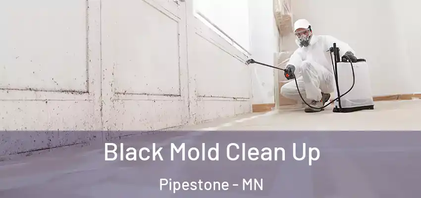 Black Mold Clean Up Pipestone - MN