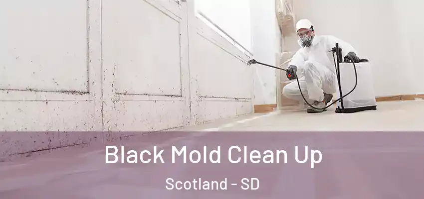 Black Mold Clean Up Scotland - SD