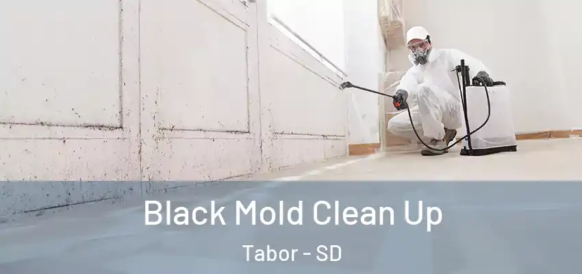  Black Mold Clean Up Tabor - SD