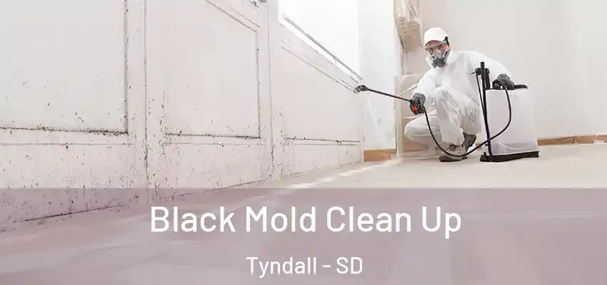 Black Mold Clean Up Tyndall - SD