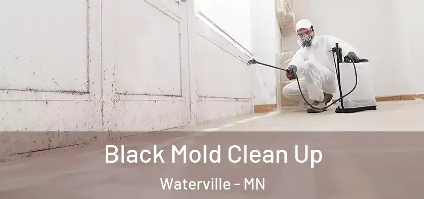  Black Mold Clean Up Waterville - MN