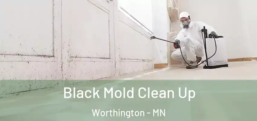 Black Mold Clean Up Worthington - MN