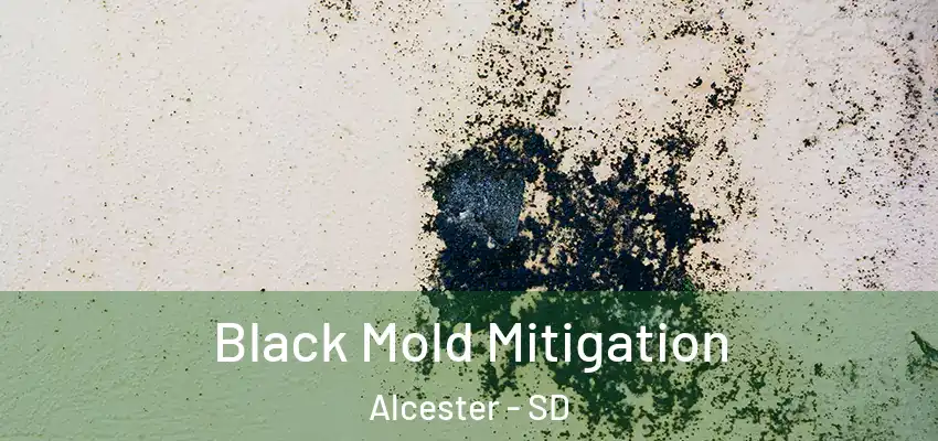  Black Mold Mitigation Alcester - SD
