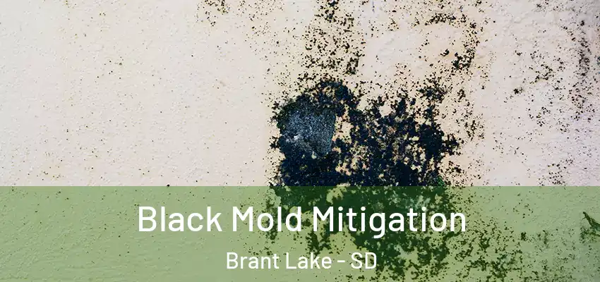 Black Mold Mitigation Brant Lake - SD
