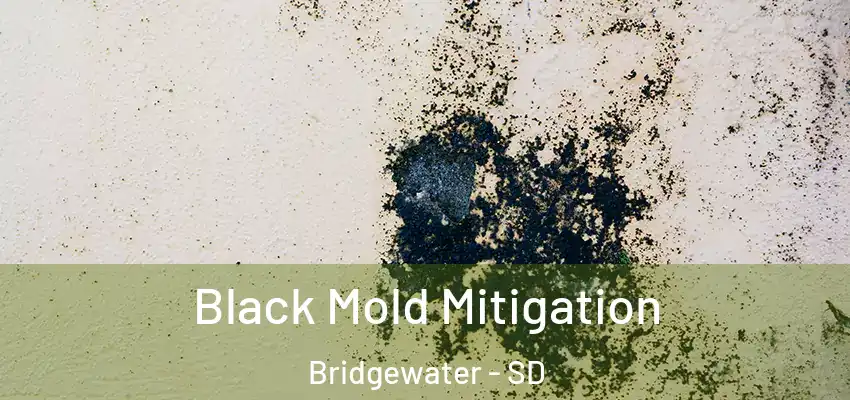 Black Mold Mitigation Bridgewater - SD