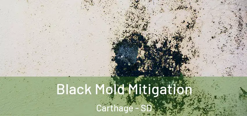 Black Mold Mitigation Carthage - SD