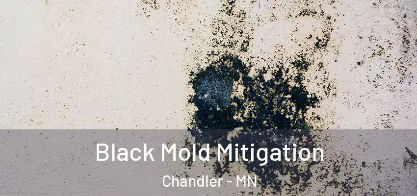  Black Mold Mitigation Chandler - MN
