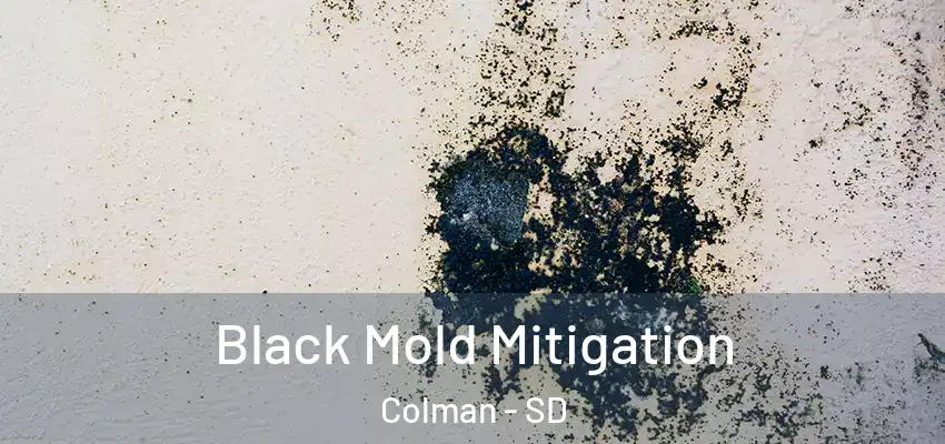  Black Mold Mitigation Colman - SD