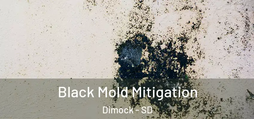 Black Mold Mitigation Dimock - SD
