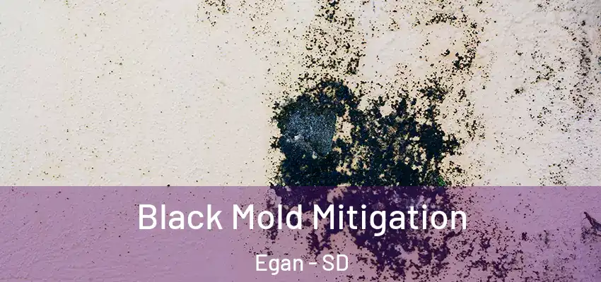 Black Mold Mitigation Egan - SD
