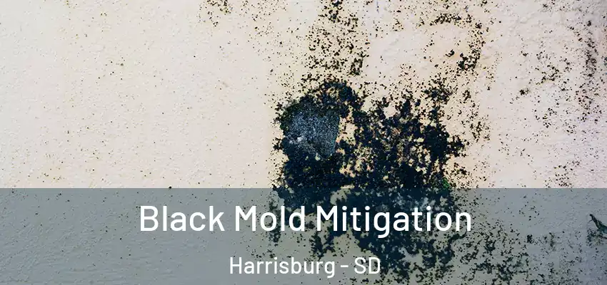 Black Mold Mitigation Harrisburg - SD