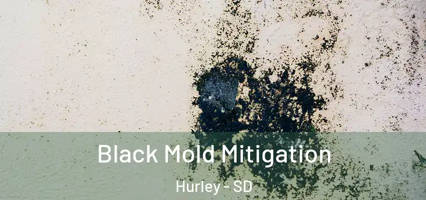 Black Mold Mitigation Hurley - SD