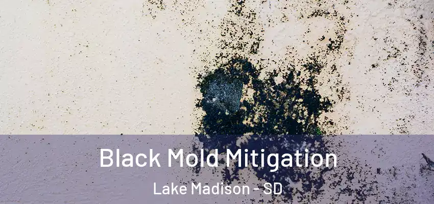 Black Mold Mitigation Lake Madison - SD