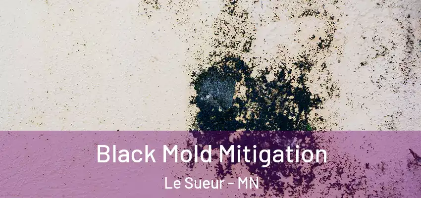 Black Mold Mitigation Le Sueur - MN