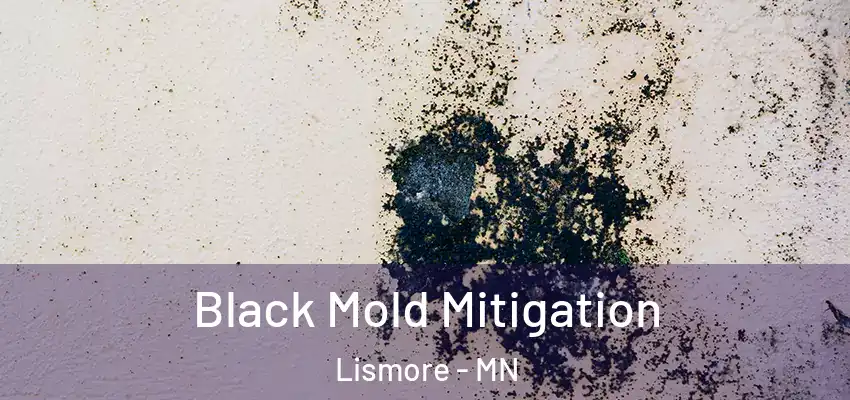 Black Mold Mitigation Lismore - MN