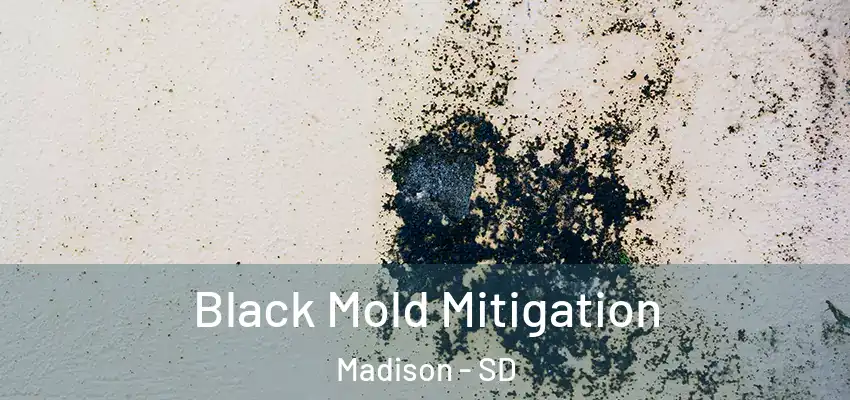  Black Mold Mitigation Madison - SD