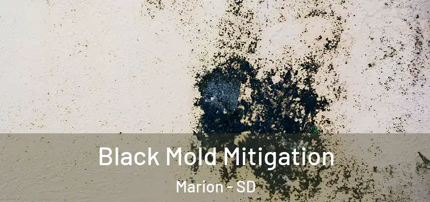 Black Mold Mitigation Marion - SD