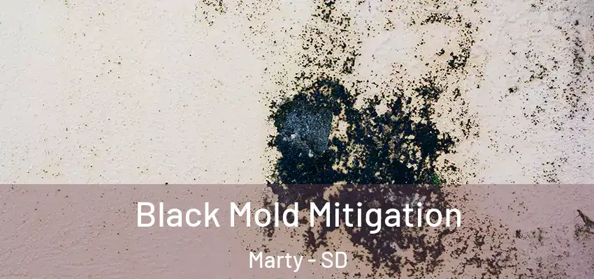  Black Mold Mitigation Marty - SD