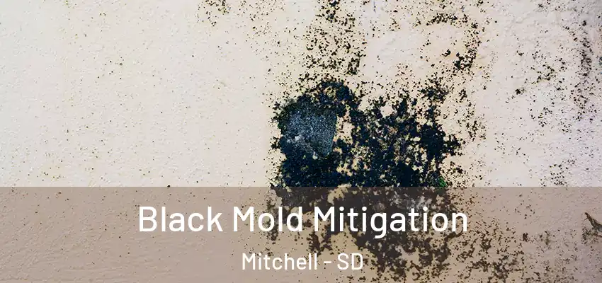 Black Mold Mitigation Mitchell - SD
