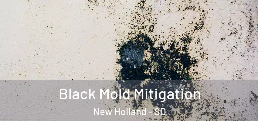  Black Mold Mitigation New Holland - SD