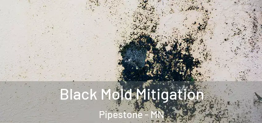 Black Mold Mitigation Pipestone - MN