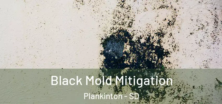  Black Mold Mitigation Plankinton - SD