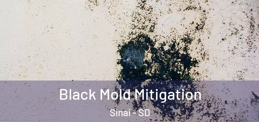  Black Mold Mitigation Sinai - SD