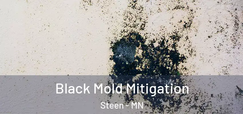 Black Mold Mitigation Steen - MN