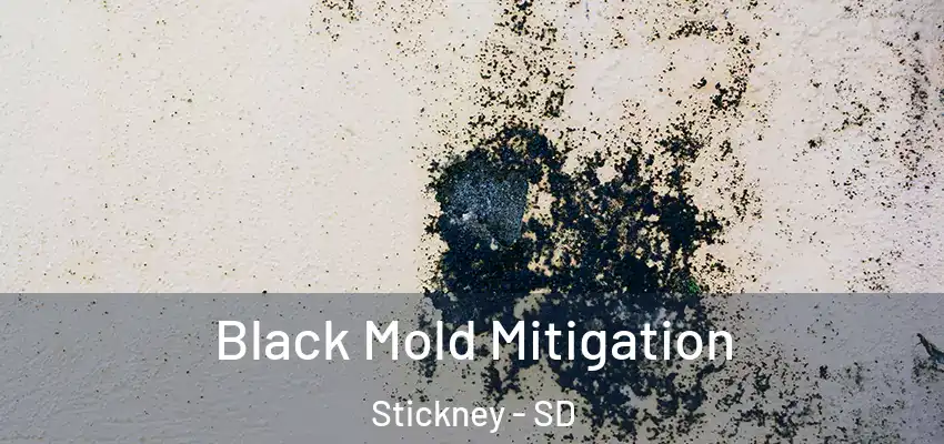 Black Mold Mitigation Stickney - SD