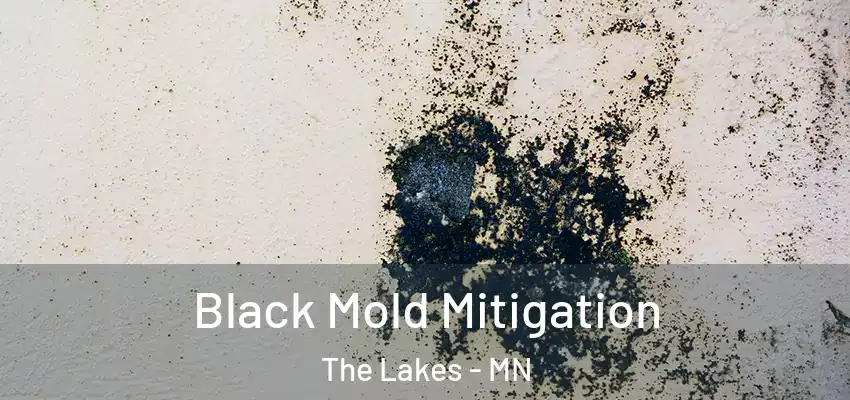  Black Mold Mitigation The Lakes - MN