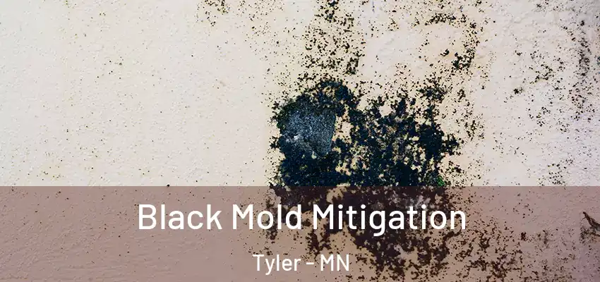 Black Mold Mitigation Tyler - MN