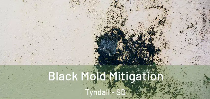 Black Mold Mitigation Tyndall - SD