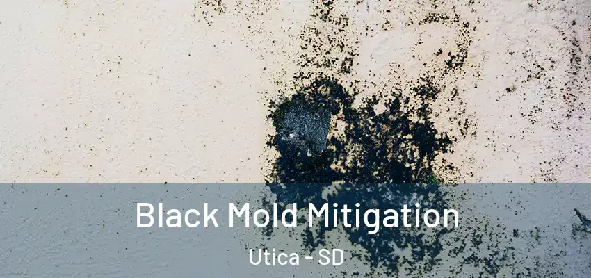  Black Mold Mitigation Utica - SD