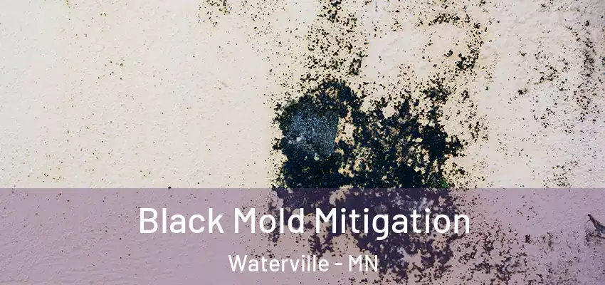  Black Mold Mitigation Waterville - MN