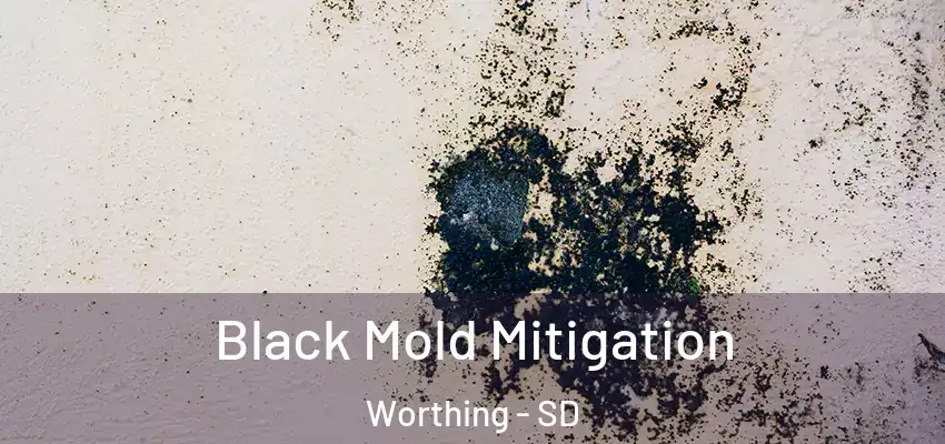  Black Mold Mitigation Worthing - SD