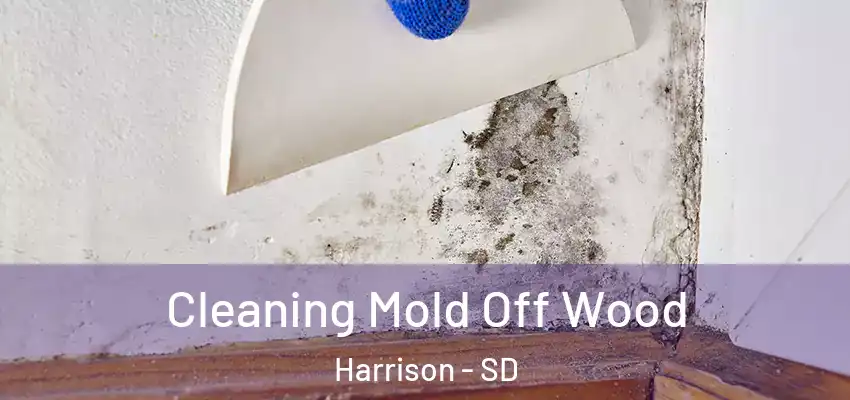 Cleaning Mold Off Wood Harrison - SD
