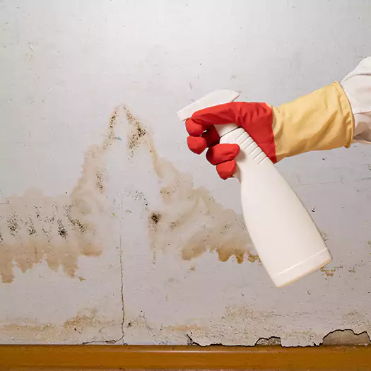 Trusted Black Mold Mitigation Specialists in Brookings, SD